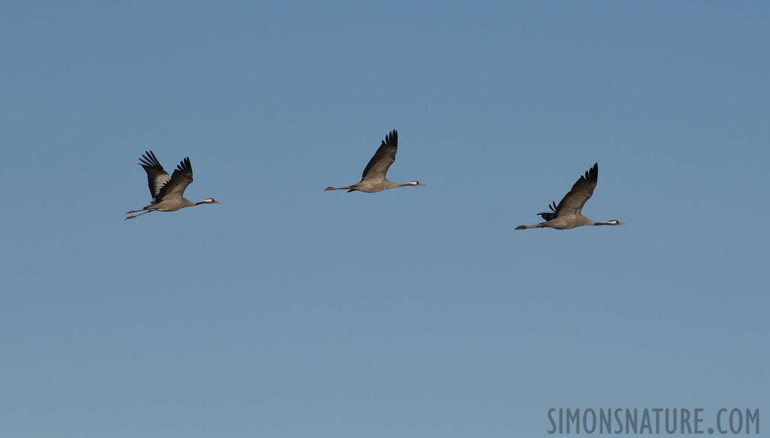 Grus grus [400 mm, 1/8000 sec at f / 8.0, ISO 1000]